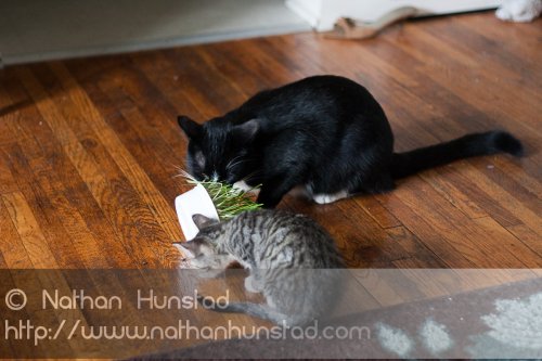 ???? and ???? love their cat grass for some reason